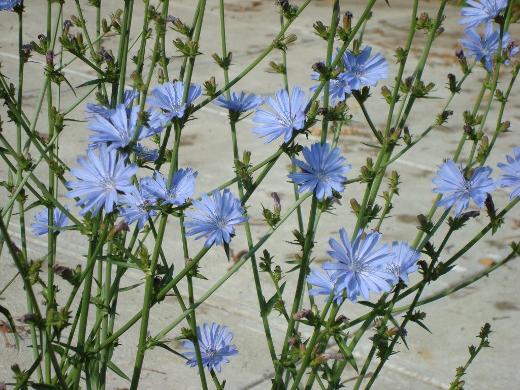 Chicory-derived inulin: prebiotic potential and metabolic benefits